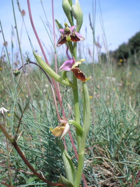 orchidee del perugino